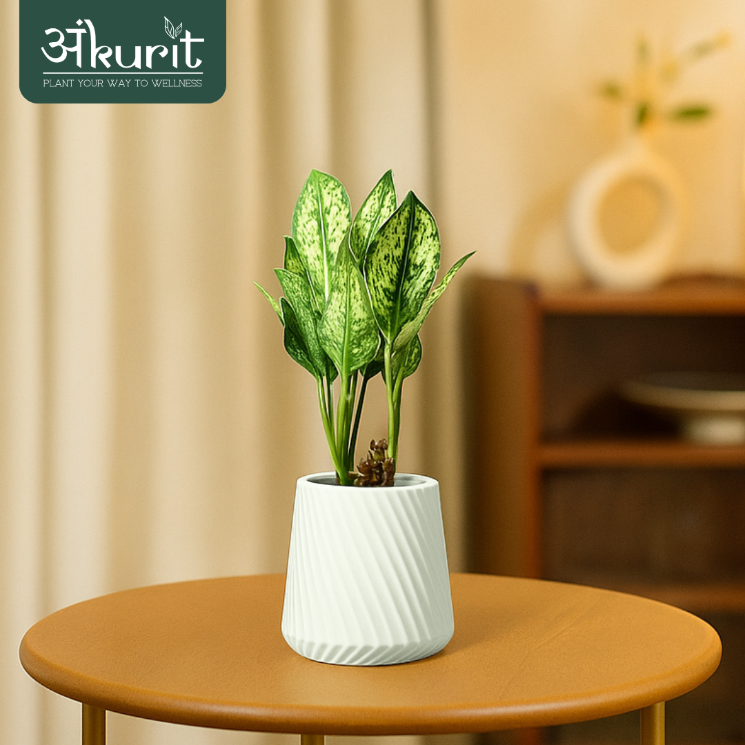 Aglaonema Snow White Plant