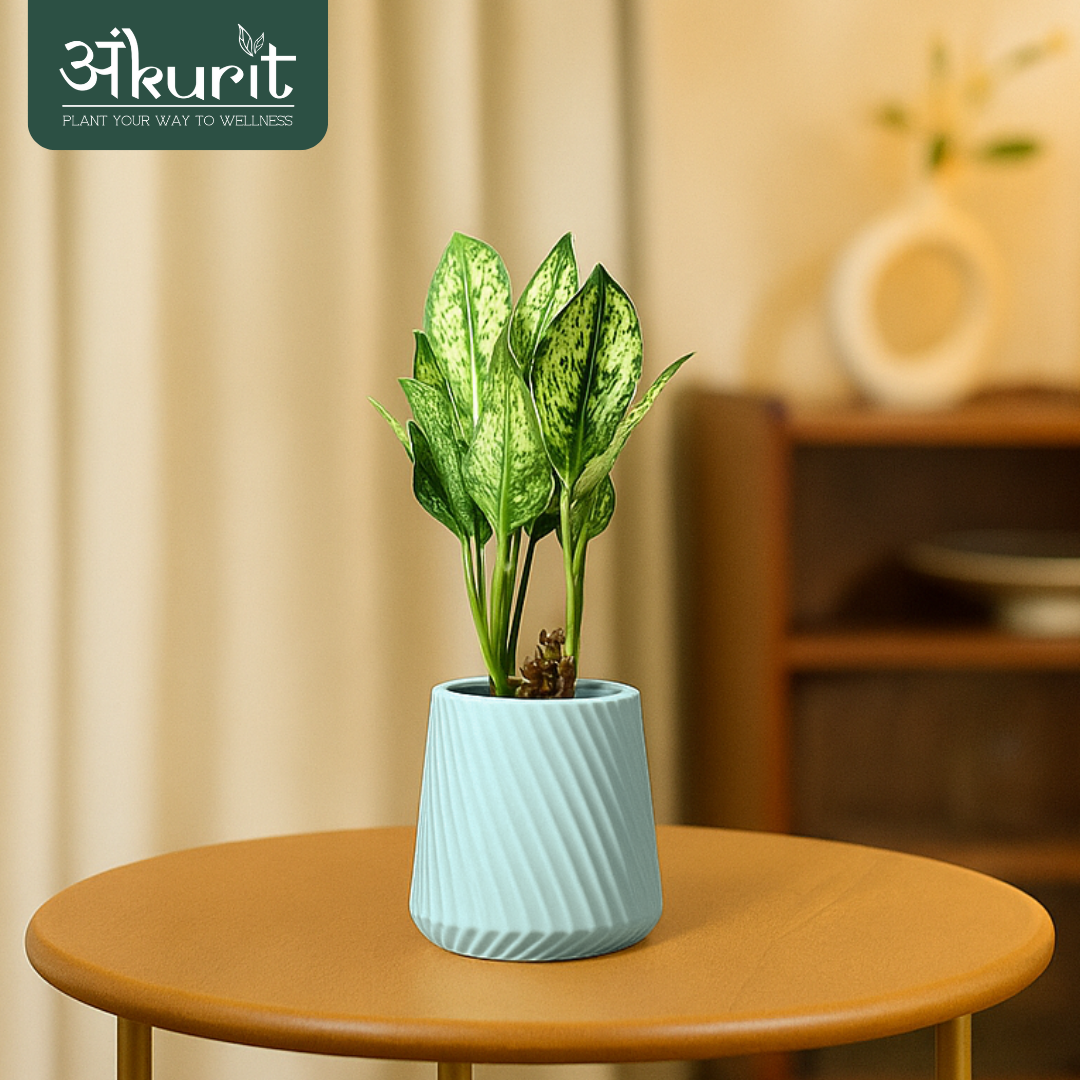 Aglaonema Snow White Plant