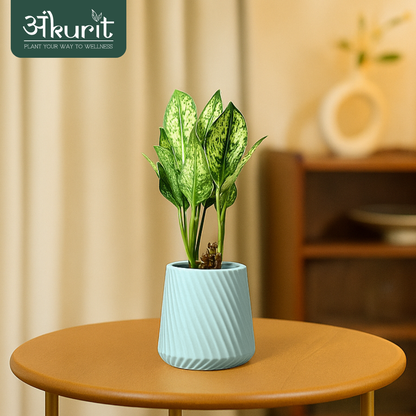 Aglaonema Snow White Plant