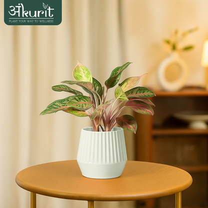 Aglaonema Snow White Plant