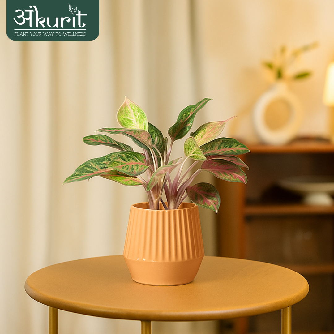 Aglaonema Pink Beauty Plant