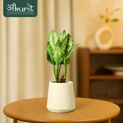 Aglaonema Snow White Plant