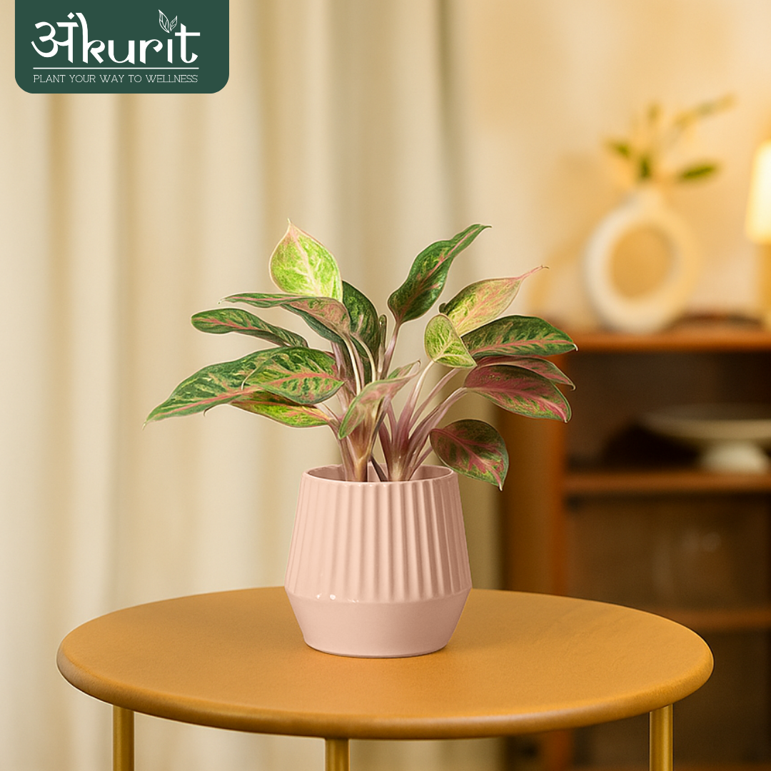 Aglaonema Pink Beauty Plant