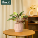 Aglaonema Pink Beauty Plant