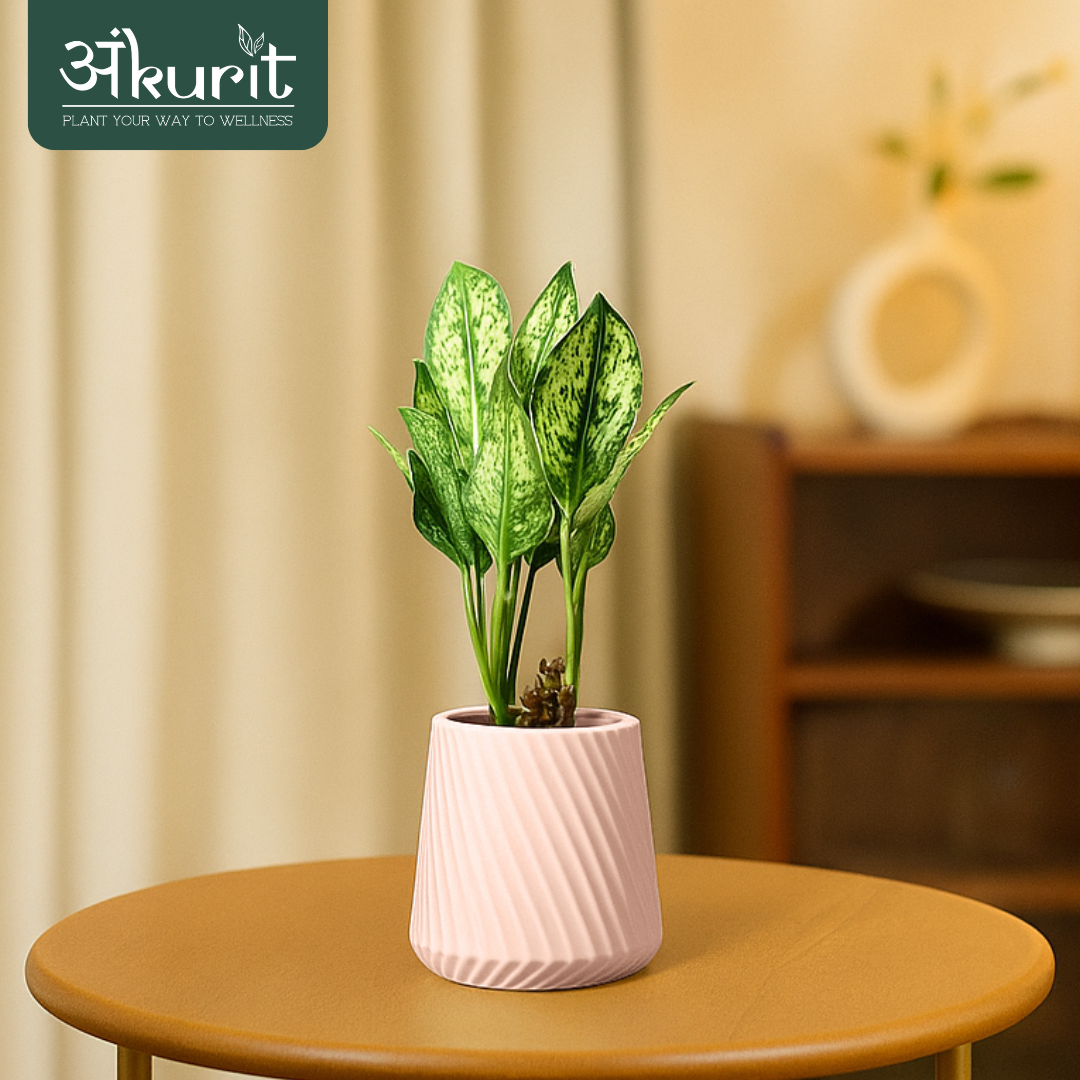 Aglaonema Snow White Plant