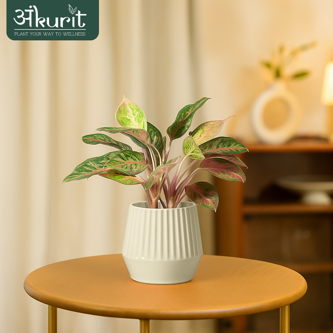 Aglaonema Pink Beauty Plant