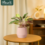 Aglaonema Pink Beauty Plant