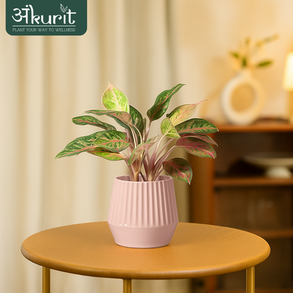 Aglaonema Snow White Plant