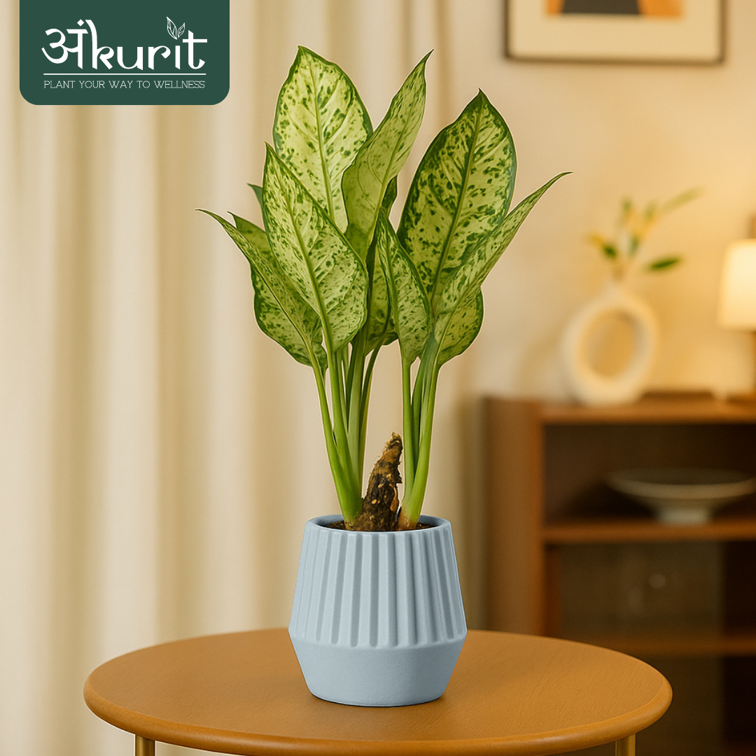 Aglaonema Snow White Plant