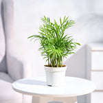 Pot