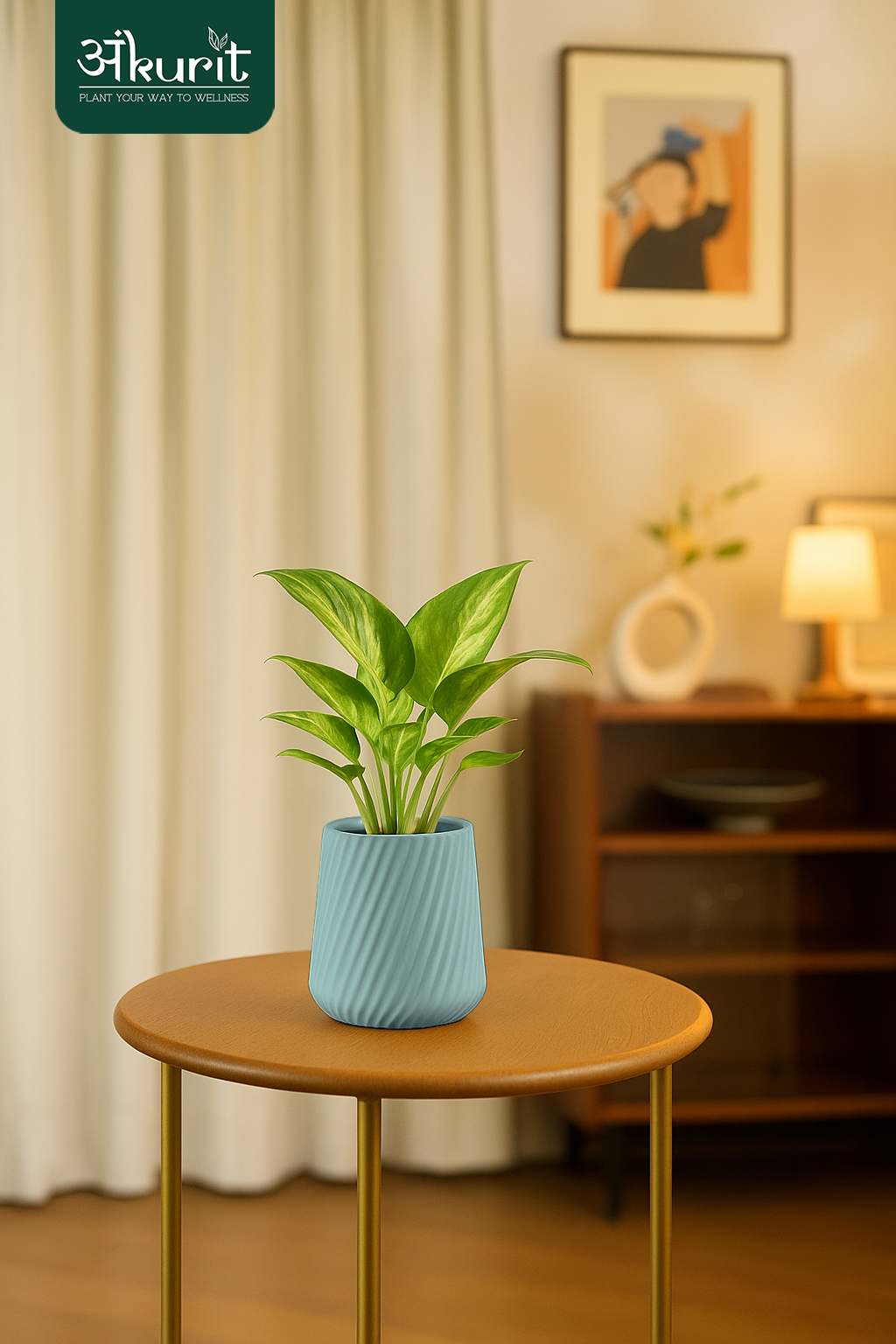 Money plant 