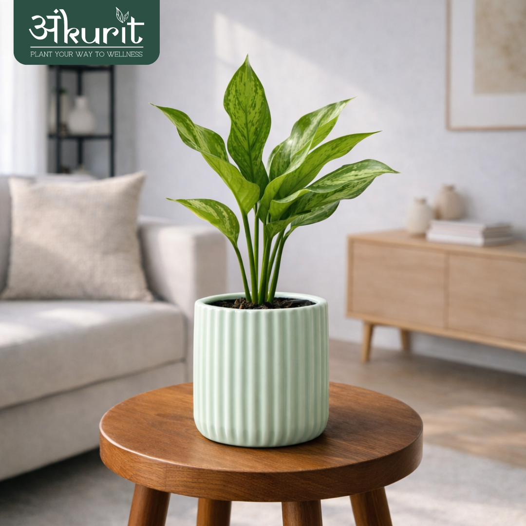 Aglaonema Dove Plant